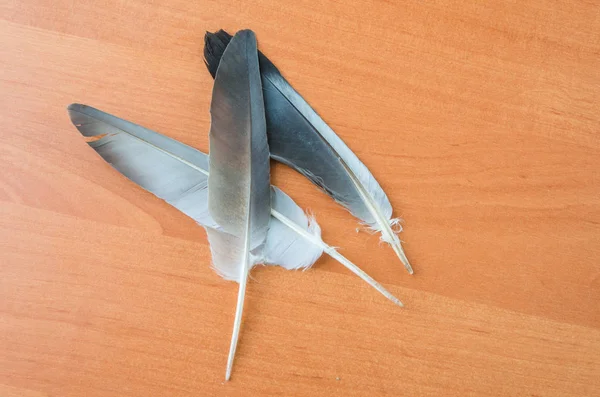 Penas Pombo Aéreo Bonito Deitado Sobre Fundo Madeira — Fotografia de Stock