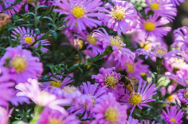 Flying Bee Next Beautiful Lilac Flowers — Stock Photo, Image