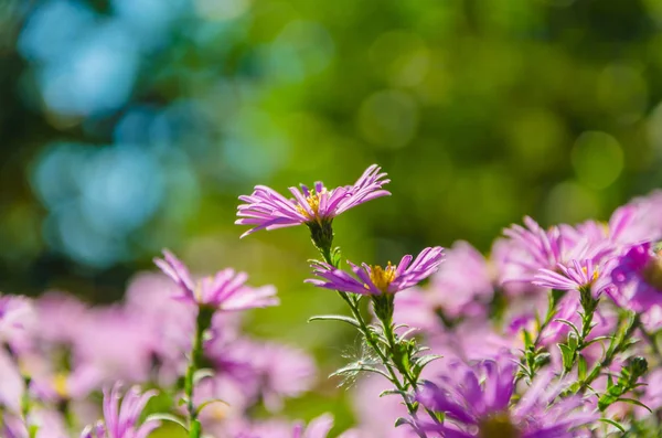 Flying Bee Next Beautiful Lilac Flowers — Stock Photo, Image