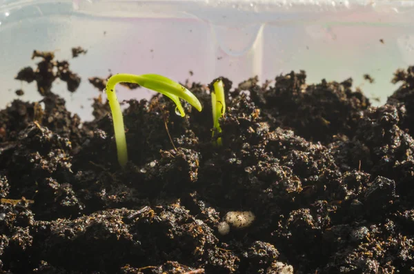 Groene Zaailingen Nieuw Concept Van Het Leven Peper Begon Groeien — Stockfoto