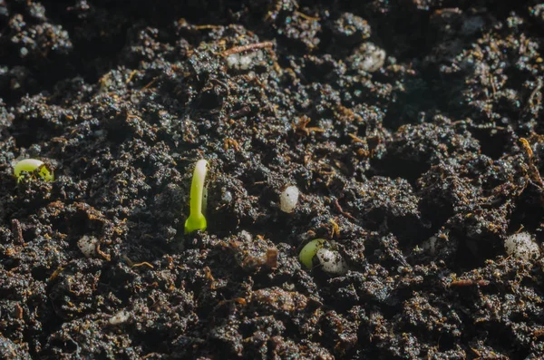 Groene Zaailingen Nieuw Concept Van Het Leven Peper Begon Groeien — Stockfoto