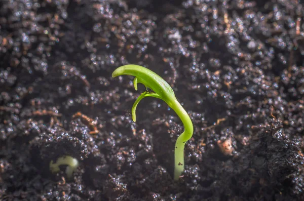 Mudas Verdes Novo Conceito Vida Pimenta Começou Crescer — Fotografia de Stock