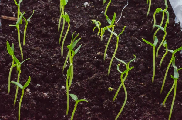 Plántulas Verdes Nuevo Concepto Vida Pimienta Comenzó Crecer —  Fotos de Stock