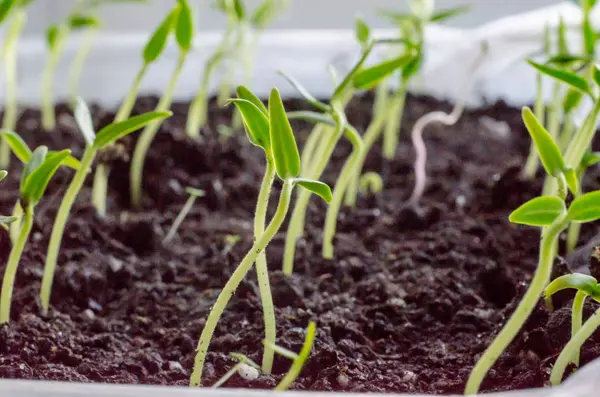 Groene Zaailingen Nieuw Concept Van Het Leven Peper Begon Groeien — Stockfoto