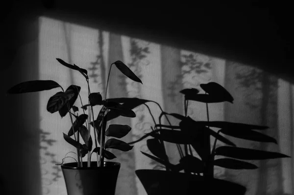 开花的植物投下阴影 在墙上画一个美丽的蕾丝花卉图案 — 图库照片