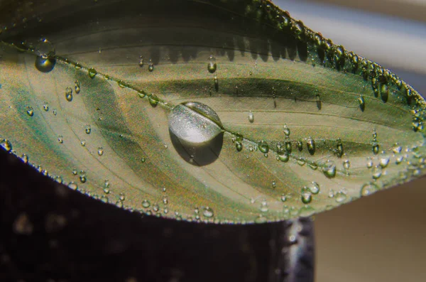 Primo piano di gocce dell'acqua su una foglia di un fiore . — Foto Stock