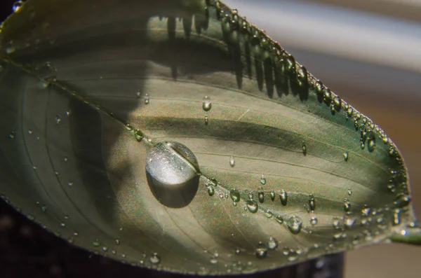 Close-up of water drops on a leaf of a flower. — Stock Photo, Image