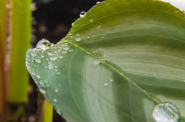 Bir çiçek bir yaprağına su Close-Up damla.