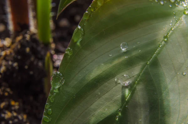 Close-up de gotas de água em uma folha de uma flor . — Fotografia de Stock