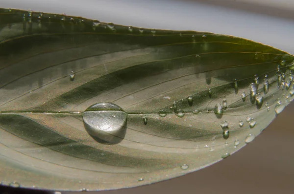 El primer plano de las gotas de agua sobre la hoja de la flor . — Foto de Stock