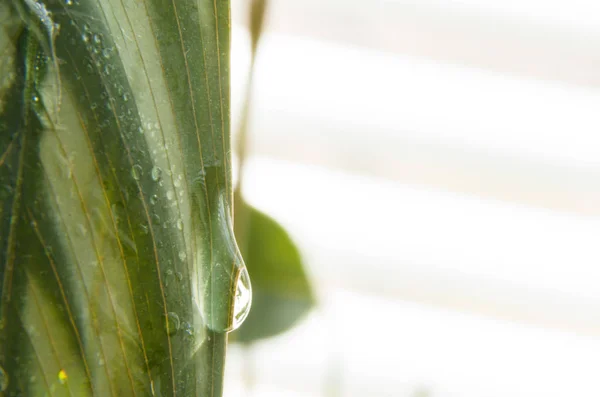 El primer plano de las gotas de agua sobre la hoja de la flor . — Foto de Stock