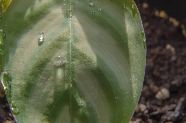 Close-up of water drops on a leaf of a flower. — Stock Photo, Image