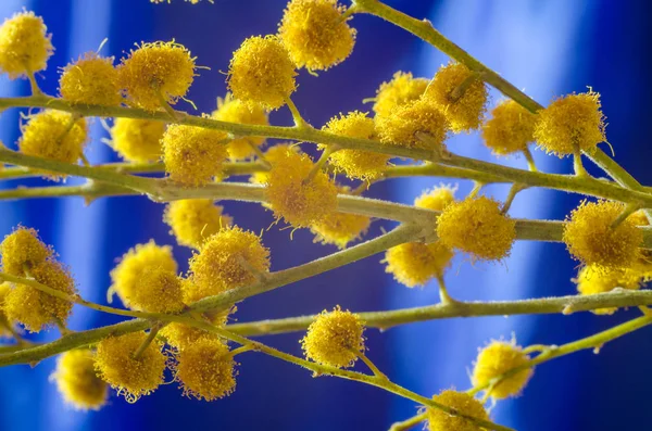 Mimoza çiçeği mavi arka plan üzerinde twigs.