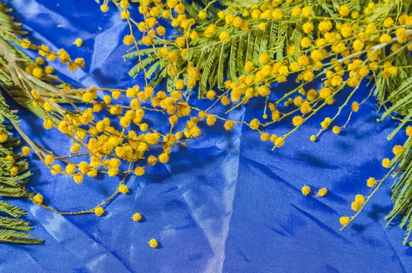 青の背景にミモザの花の小枝. — ストック写真