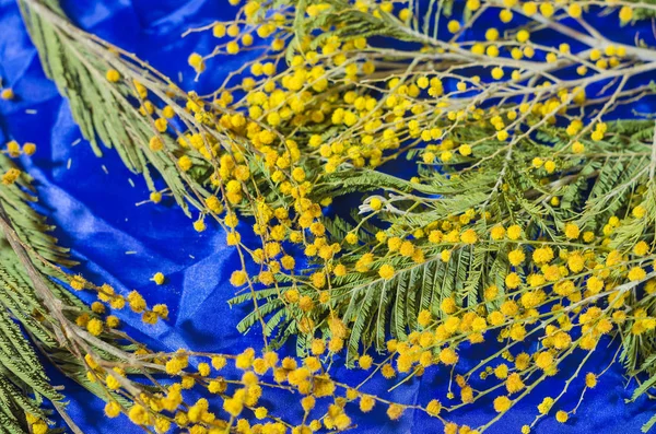 青の背景にミモザの花の小枝. — ストック写真
