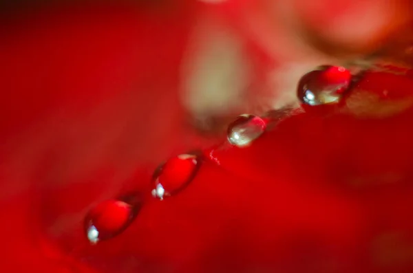 Belle goutte d'eau sur un pétale rouge . — Photo