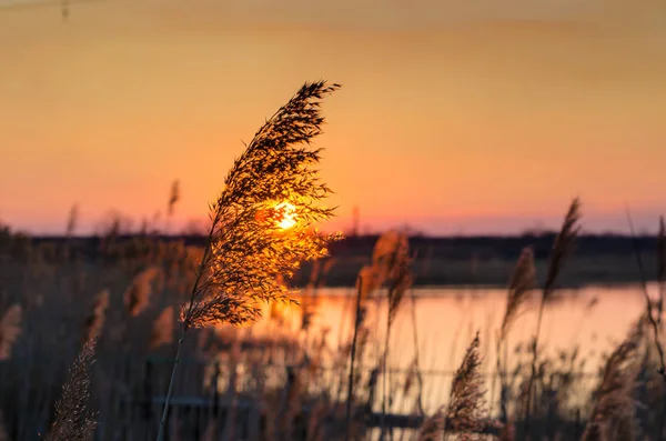 Sazlık yakın çekim altın günbatımı bir arka plan üzerinde.