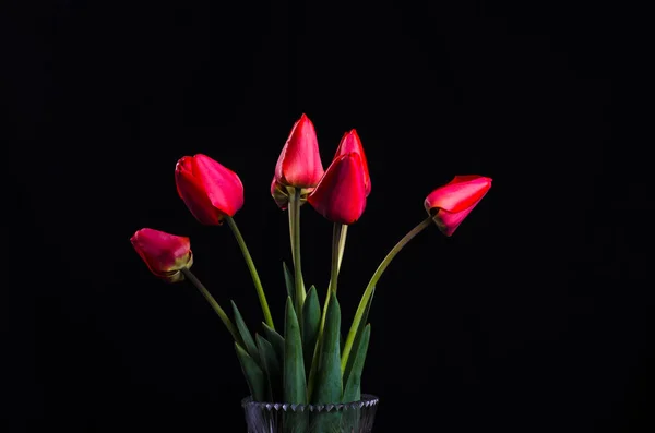 Siyah arka planda kırmızı lale demeti.