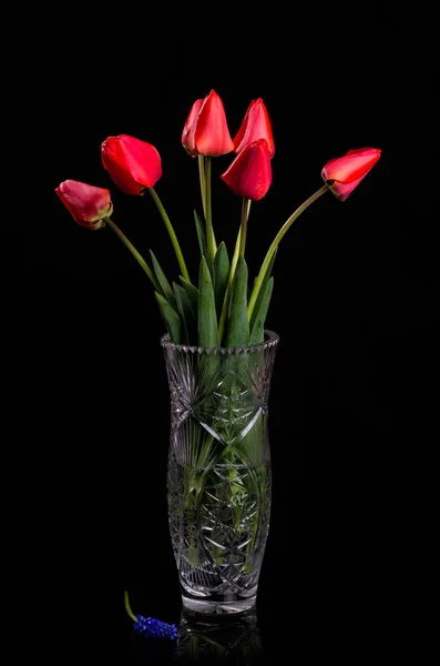 Bouquet de tulipes rouges sur fond noir. — Photo
