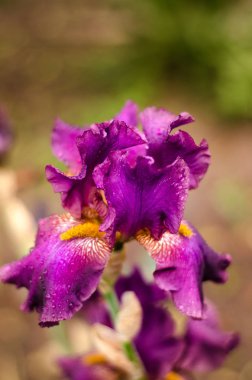 Bulanık bir arka plan üzerinde büyük iris çiçek.