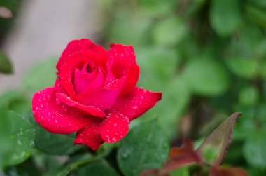 Sığ alan derinliği ile bir yağmur fırtınası ndan sonra pembe bir gül Closeup.