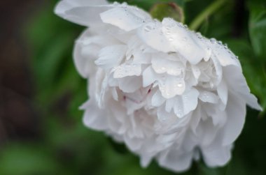Yağmurdan sonra çiy de Closeup şakayık. Sığ alan derinliği.