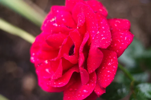 Primer plano de una rosa rosa después de una tormenta de lluvia con poca profundidad de campo . —  Fotos de Stock