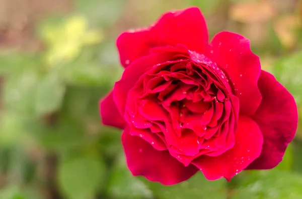 Primer plano de una rosa rosa después de una tormenta de lluvia con poca profundidad de campo . —  Fotos de Stock