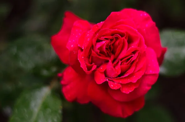 Primer plano de una rosa rosa después de una tormenta de lluvia con poca profundidad de campo . —  Fotos de Stock