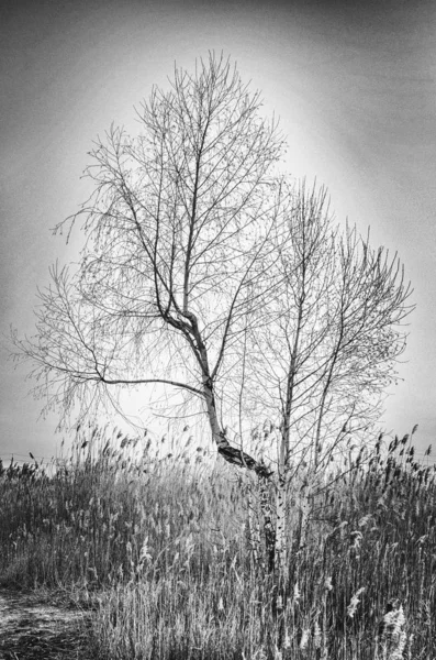 Single birch tree growing in tall grasses - an evening view — Stock Photo, Image