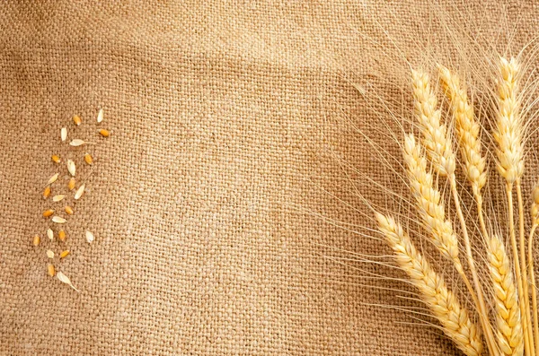 Background for an inscription from spikelets of wheat and burlap.
