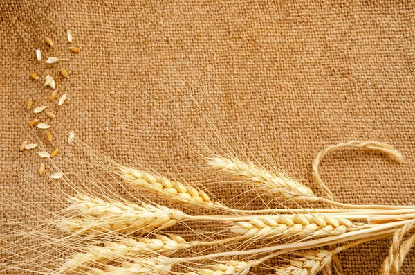 Buğday ve çuval çivili bir yazıt için arka plan.