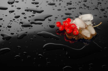 Rowan siyah arkaplanda buz içinde..