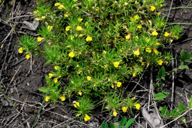 Arkaplan ve doku için uygun küçük bitkilerden oluşan bir koleksiyon.