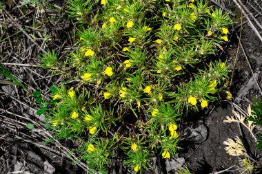 Arkaplan ve doku için uygun küçük bitkilerden oluşan bir koleksiyon.