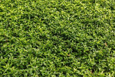 Arkaplan ve doku için uygun küçük bitkilerden oluşan bir koleksiyon.