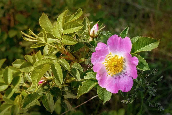 Flores Rosa Mosqueta Con Fondo Diverso — Foto de Stock