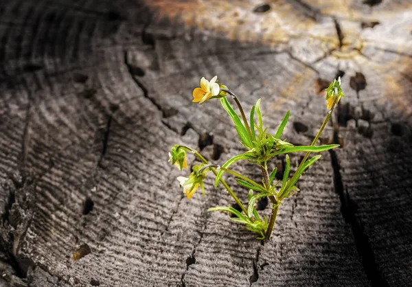 Fleurs Sauvages Sur Fond Diversifié Avec Lumière Naturelle — Photo