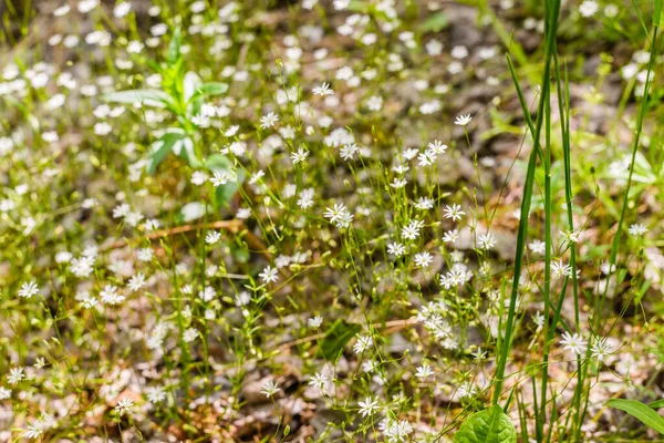 Una Collezione Piccole Piante Adatte Sfondo Texture — Foto Stock