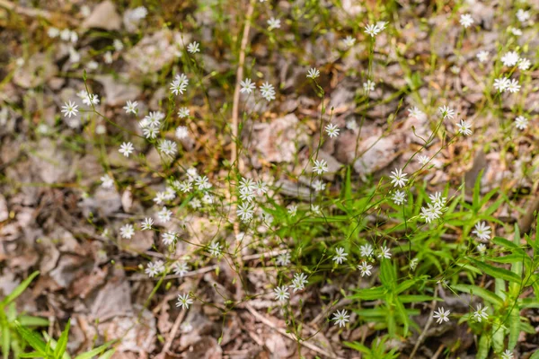 Une Collection Petites Plantes Adaptées Fond Texture — Photo