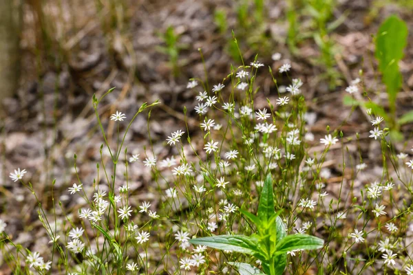 Une Collection Petites Plantes Adaptées Fond Texture — Photo