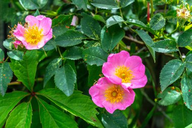 Bahçedeki güllük gülistanlık çalılar bulanık bir arka planda yakın plan.
