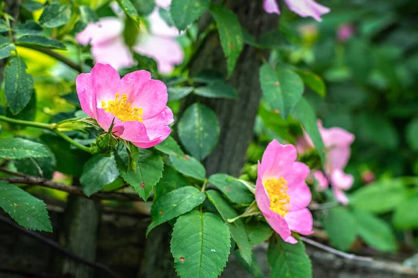 Bahçedeki güllük gülistanlık çalılar bulanık bir arka planda yakın plan.