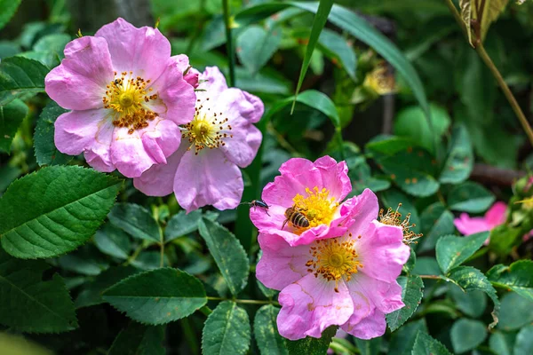 在模糊的背景下在花园的特写镜头中绽放的蔷薇丛 免版税图库图片