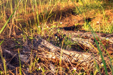 Ormanda güzel yabani çiçekler