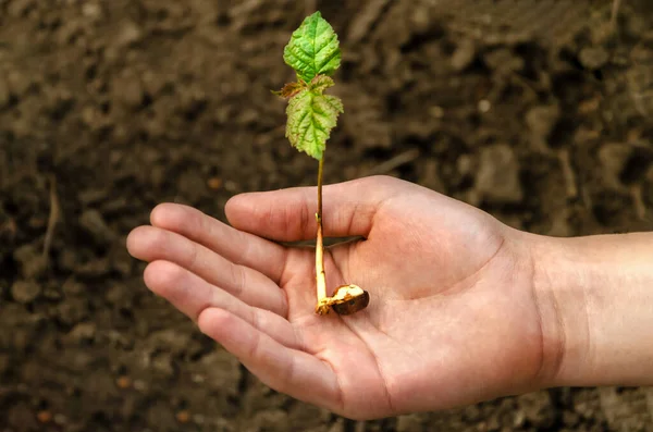 Händer Som Håller Unga Växter Med Jord — Stockfoto