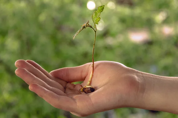 Manos Sosteniendo Planta Joven Con Tierra —  Fotos de Stock