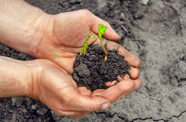 Hands holding young plant with soil