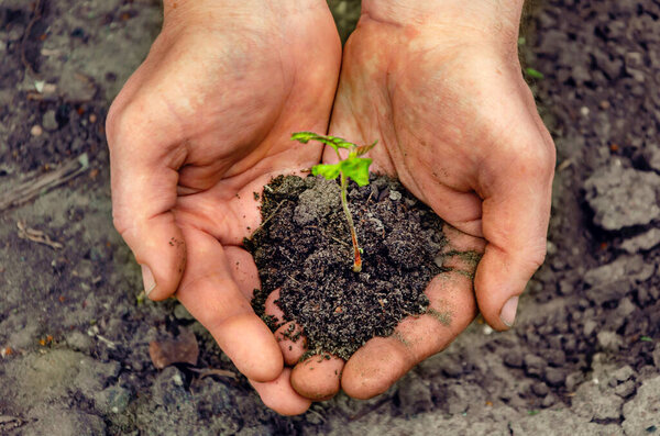 Hands holding young plant with soil