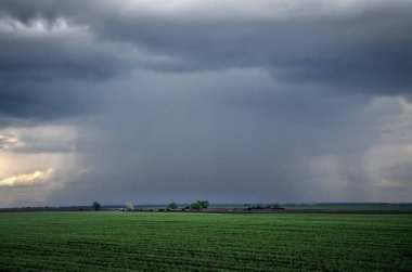 Yeşil çayır manzarası, güzel bir arka plan.